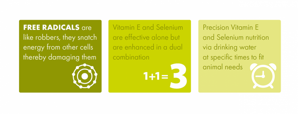 Intra Mineral Selenium Vitamin E - facts and figures